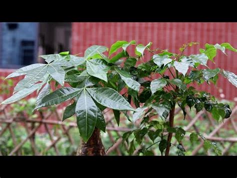 家門口種什麼植物好|10種旺財門口植物